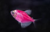 Тернеция (GloFish) Розовая Светящаяся