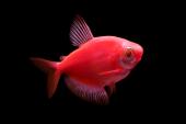 Тернеция (GloFish) Красная Светящаяся