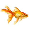 Золотые рыбы