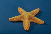 Искуственная морская звезда 12,5x12,5x2,5