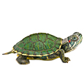 Черепаха домашняя