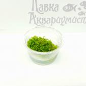 Ричия Флуитанс (меристемное растение), Ф30х30 мм