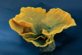 Искуственный коралл Tubinaria Sp 50x50x22