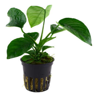 TROPICA Анубиас бартери каладифолия, в блистере
