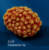 Искуственный коралл Tubasteria Sp 11x9x7