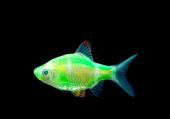 Барбус Суматранский ЛАЙМ (GloFish) светящийся