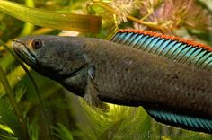 Змееголов Красноплавничный