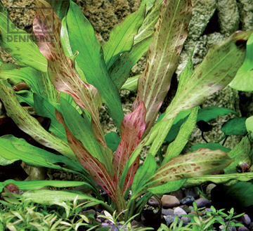 Эхинодорус Питон, в горшочке