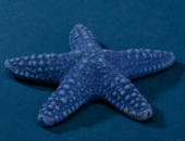 Искуственная морская звезда 10x10x2