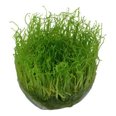 TROPICA Мох таксифилум Барбери (меристемное растение)