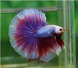 Петушок Халфмун Орхидея (самец) Петушок Халфмун Орхидея (самец)