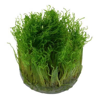 TROPICA Мох таксифилум Спайки (меристемное растение)