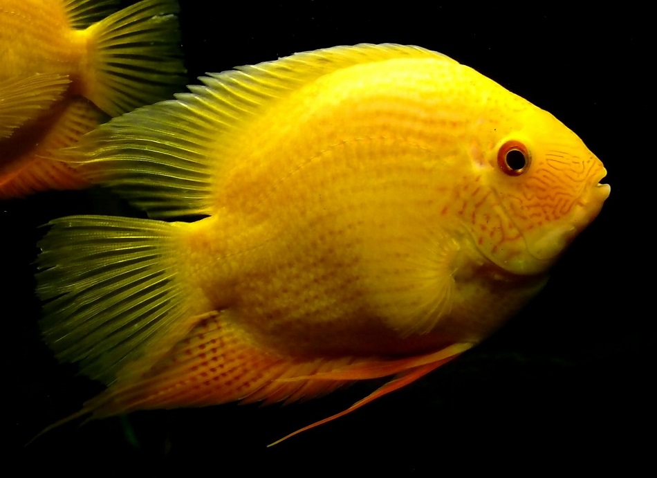 Рыбка золотого цвета. Рыба северум. Северум золотой. Аквариумная рыбка северум желтый. Северум оранжевый.