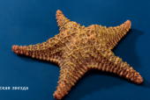 Искуственная морская звезда 15x15x1
