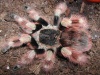Nhandu coloratovillosus крупная самка