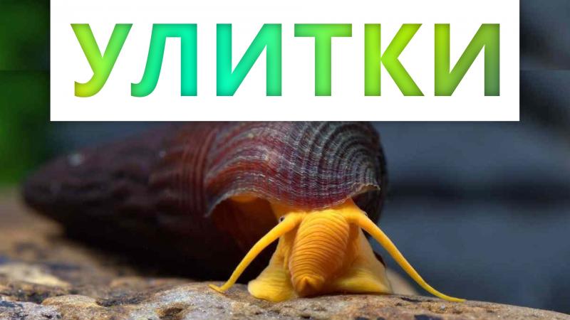 аквариумные улитки. польза, виды, борьба с нежелательными улитками аквариумные улитки. польза, виды, борьба с нежелательными улитками