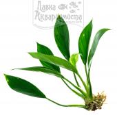 аглаонема зеленая