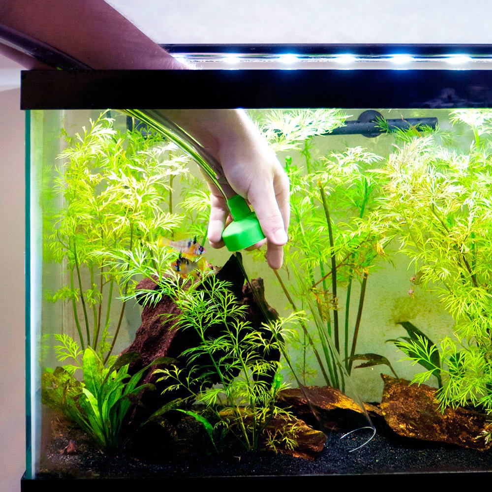 Как правильно посадить растения в аквариуме