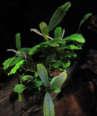 Буцефаландра Bucephalandra sp. Blue Green