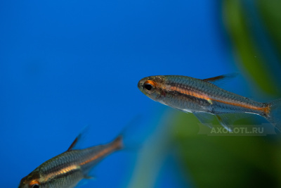 Грацилис (эритрозонус)  Hemigrammus erythrozonus