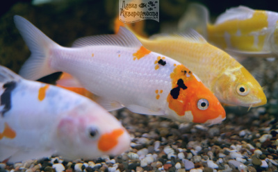 Карп КОИ АССОРТИ, M