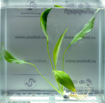 Спатифиллум Уоллиса, с грузом