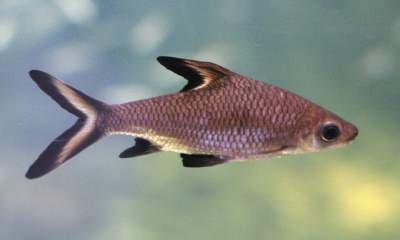 Барбус Акулий Balantiocheilus melanopterus