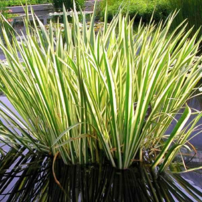 Акорус Полосатый, шт Акорус Полосатый, шт