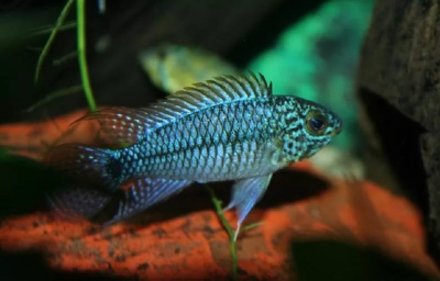 картинка Апистограмма Blue Steel от магазина