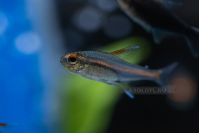 Грацилис (эритрозонус)  Hemigrammus erythrozonus