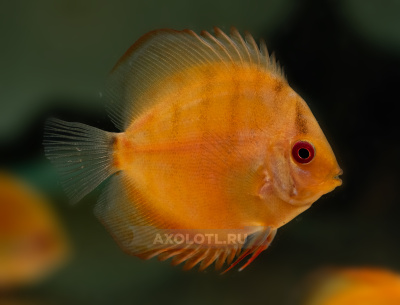 Дискус Мальборо Красный  Symphysodon