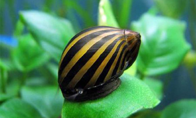 Улитка Неритина Зебра