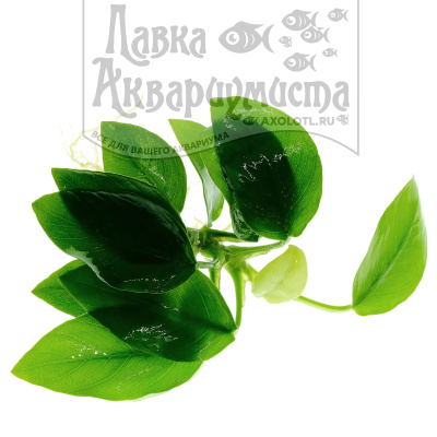 Анубиас Нана Голден, шт Анубиас Нана Голден, шт