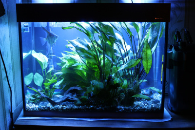 KW Submersible Light Blue Color (60cm) 15W, лампа подводная голубая