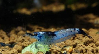 Креветка Рили Синий Карбон Neoncardina sp.