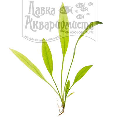 Эхинодорус Блехера, с грузом Echinodorus bleheri