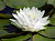 Nymphaea Virgania - белая, крупный сорт