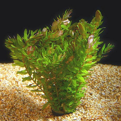 Ротала Макрандра Зеленая , с грузом