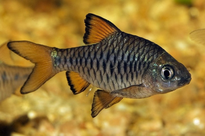 Барбус Олиголепис Barbus oligolepis
