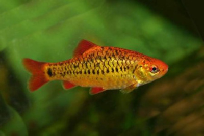 Барбус Шуберта Barbus shuberti