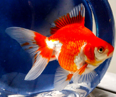 Риукин красно-белый (S) Carassius auratus