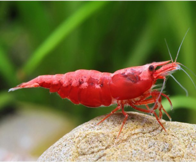 Креветка Сакура Красный огонь Neoncardina sp.