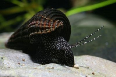 Улитка Тиломелания Кролик Белая - Желтая точка