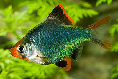 Барбус Мутант Мшистый, S Barbus tetrazona var. Green