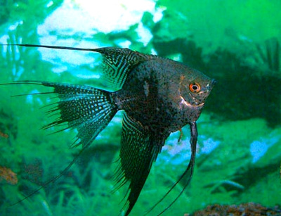 Скалярия Зеленый Мрамор, ML