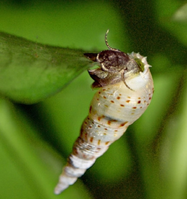 Улитка Мелания