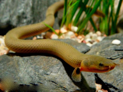 Каламоихт Калабарский (Рыба-змея) Erpetoichthys calabaricus