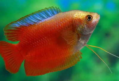 Лялиус Красный яркий (самцы)