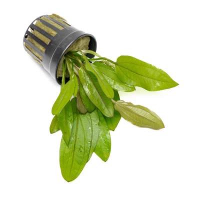 Эхинодорус дикая трава Красный, в горшочке (Echinodorus Red Wild Grass)