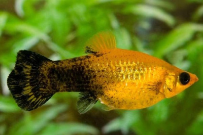 Моллинезия Черно-Золотая Моллинезия Черно-Золотая